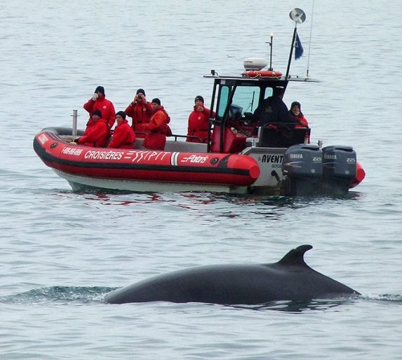 Excursion avec les baleines au Québec