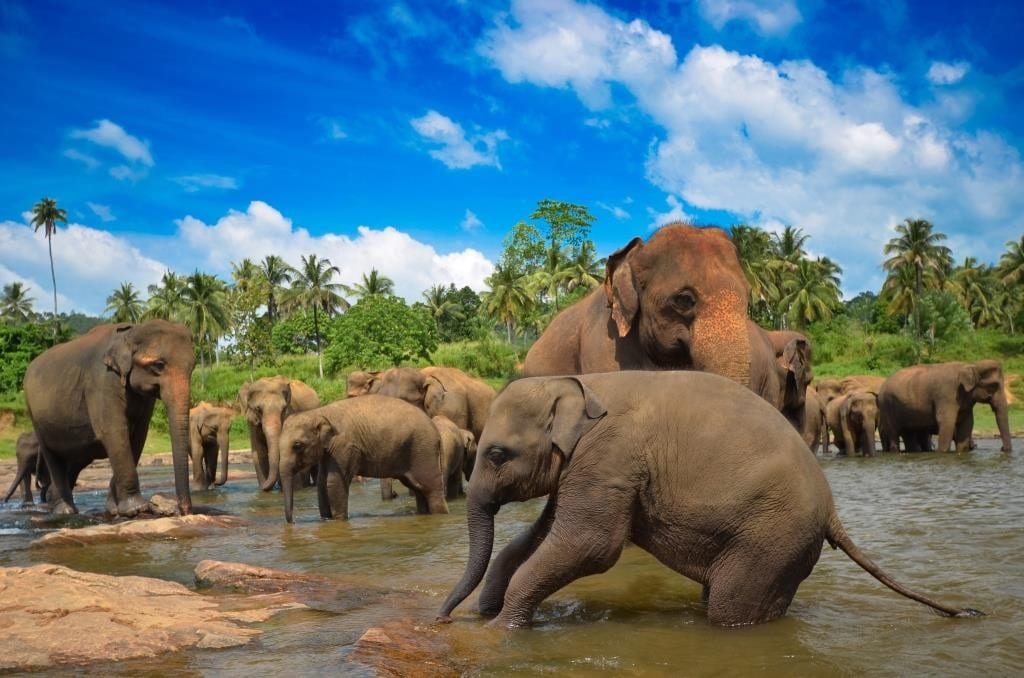 les éléphants dans un safari au Sri Lanka