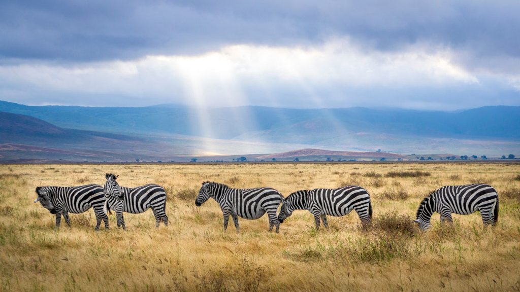 Zèbres en Tanzanie