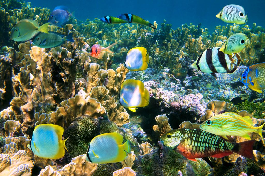 Reserve Cousteau