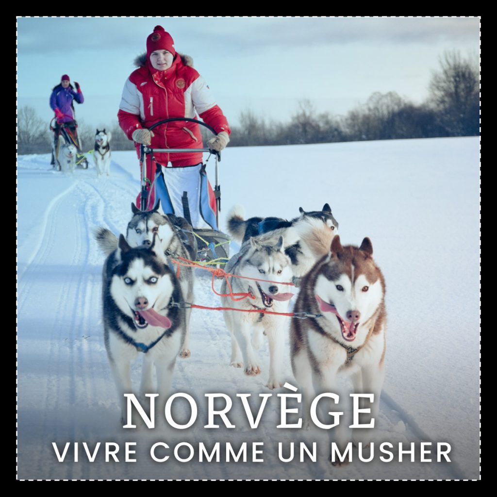 Vivre comme un musher en Norvège avec un voyage Calliope travel