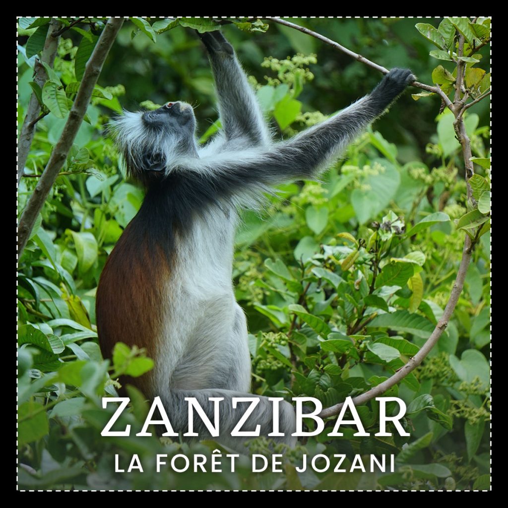 Partez dans la forêt de Jozani à Zanzibar avec Calliope Travel